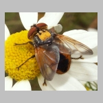 Phasia aurigera - Raupenfliege m07.jpg